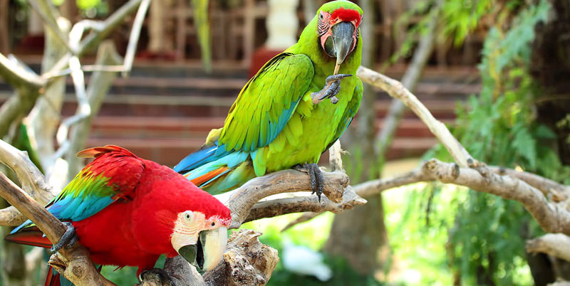 Bali Bird Park