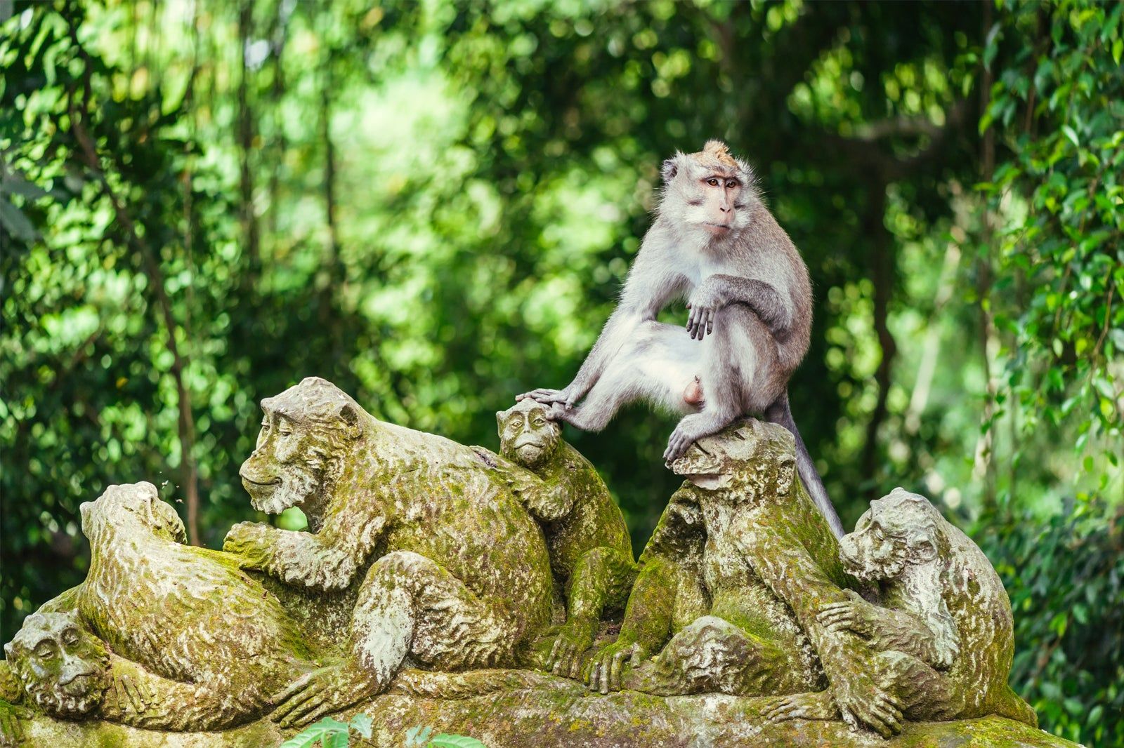 Sacred Monkey Forest